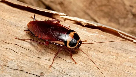 Эксперт БФУ им. И. Канта: тараканы нужны в природе, но могут быть очень опасны для человека
