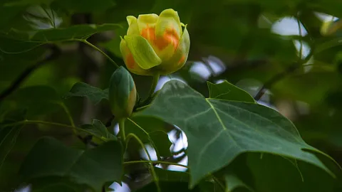 В Ботаническом саду БФУ им. И. Канта расцветают тюльпанные деревья