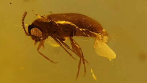 Ученые открыли новый род жуков мелового периода