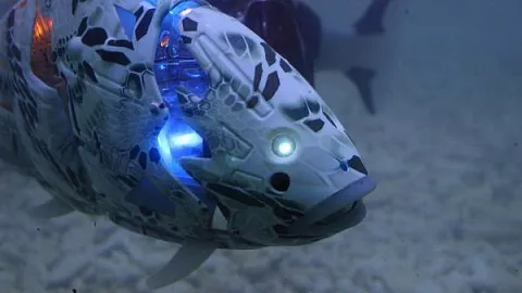 В БФУ наметили этапы развития плавающих роботов, имитирующих движения водных существ