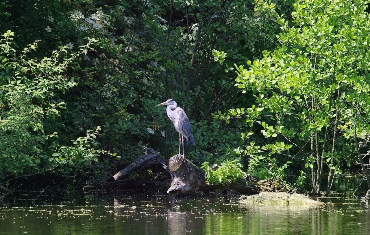 Серая цапля 90q6ymCEHPw.jpg